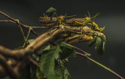 Η συλλογική ακρίδα Η συλλογική ακρίδα